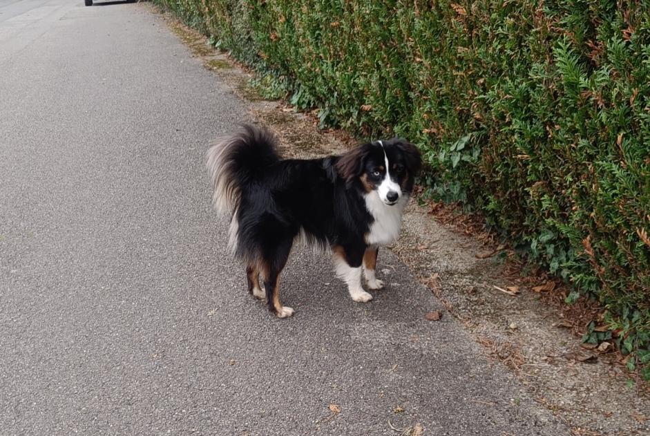 Alerta descoberta Cão  Macho Collonge-Bellerive Switzerland