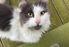 Alerta descoberta Gato Macho , 1 ano Celles Belgium