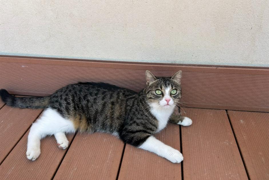 Alerta desaparecimento Gato  Fêmea , 2 anos Divonne-les-Bains France