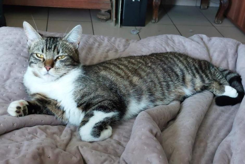 Alerta desaparecimento Gato Macho , 2 anos Amay Belgium