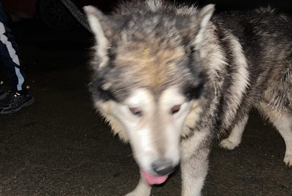 Alerta descoberta Cão  Macho Crèvecœur-le-Petit France