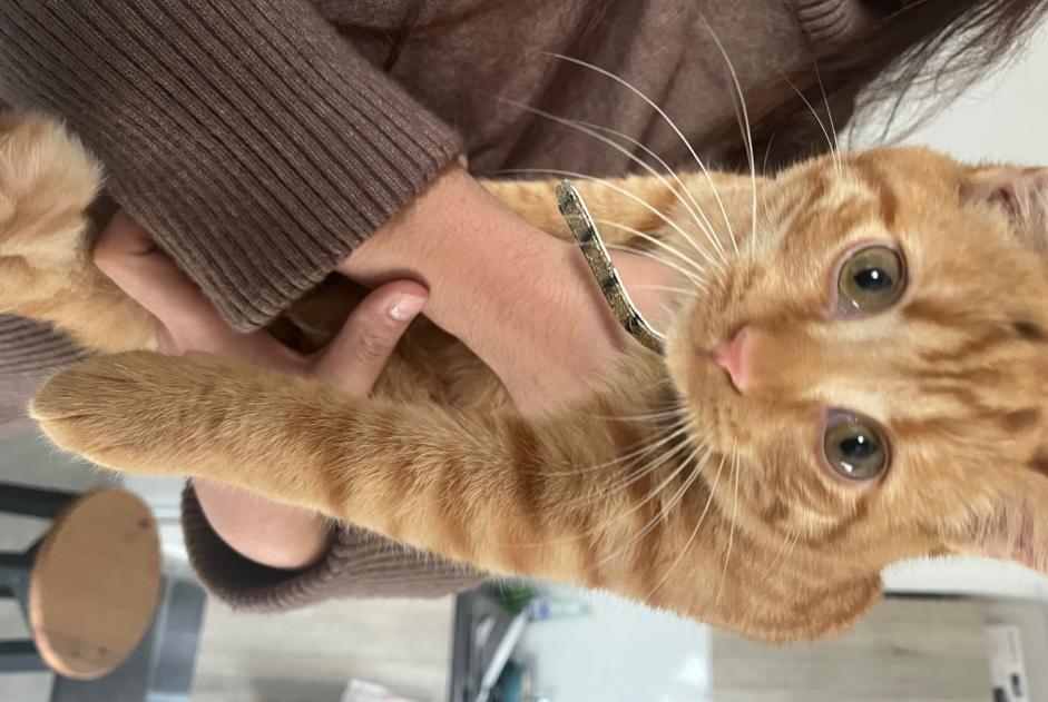 Alerta descoberta Gato Macho , Entre 7 e 9 meses Toulouse France