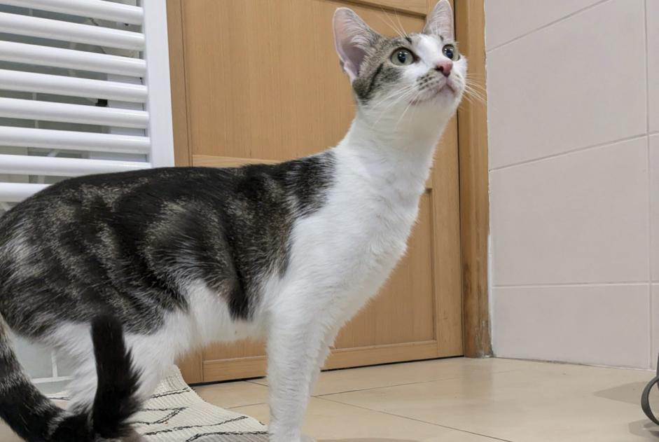 Alerta descoberta Gato Fêmea Villeneuve-d'Ascq France