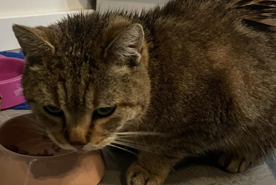 Alerta descoberta Gato Desconhecido Mons Belgium