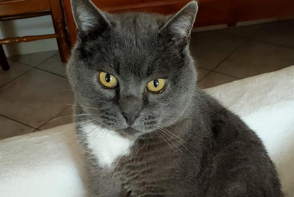 Alerta desaparecimento Gato cruzamento Macho , 7 anos Chevilly France