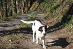 Alerta desaparecimento Cão cruzamento Macho , 8 anos Pampelonne France