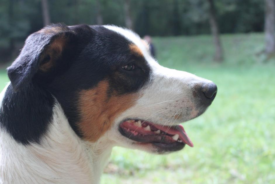 Alerta desaparecimento Cão cruzamento Macho , 8 anos Pampelonne France