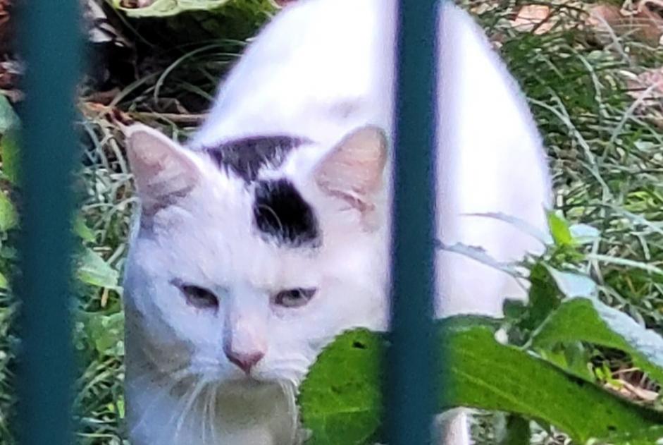 Alerta descoberta Gato Desconhecido Grenoble France