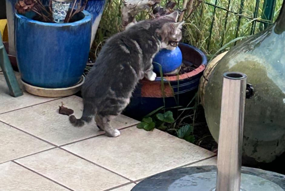 Alerta descoberta Gato Desconhecido Dijon France