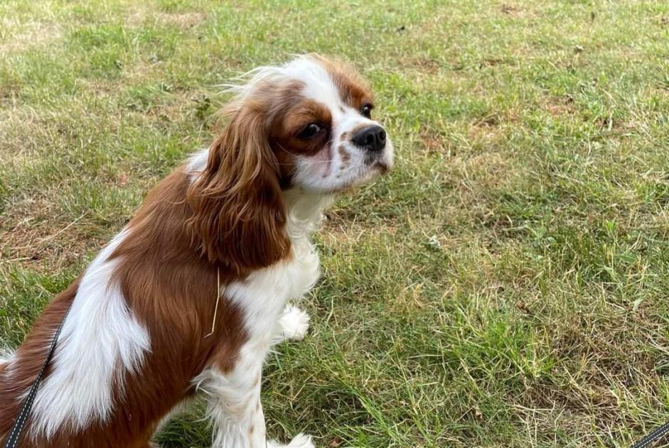 Alerta desaparecimento Cão  Fêmea , 2 anos Charleroi Belgium