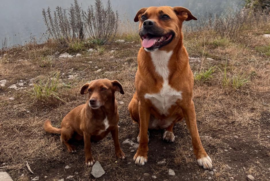 Alerta desaparecimento Cão cruzamento Fêmea , 8 anos Bruxelles Belgium