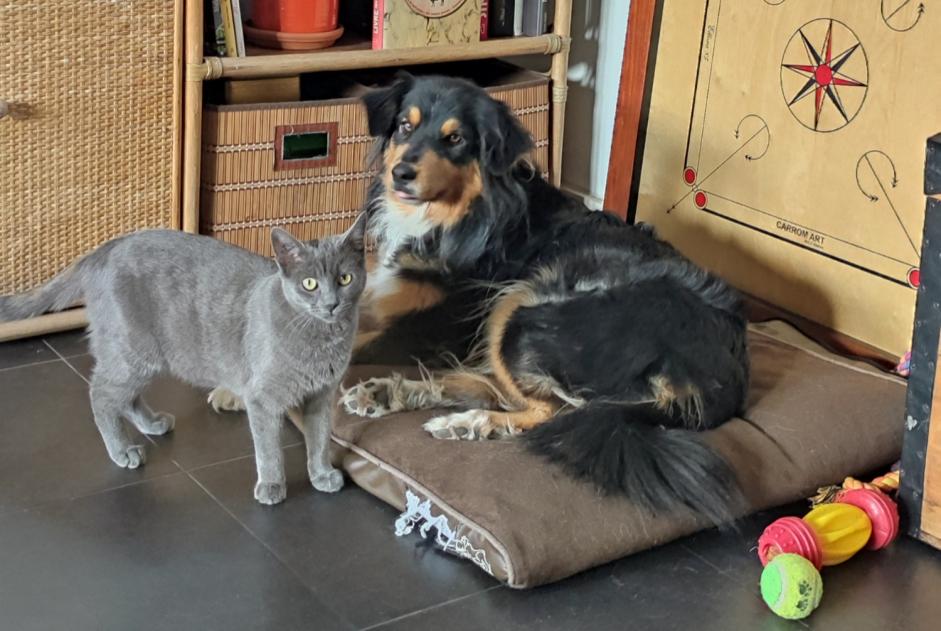 Alerta desaparecimento Gato Fêmea , 1 anos Hendaye France