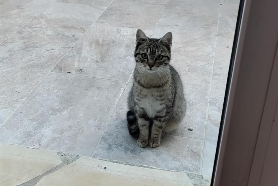 Alerta descoberta Gato Desconhecido Leucate France