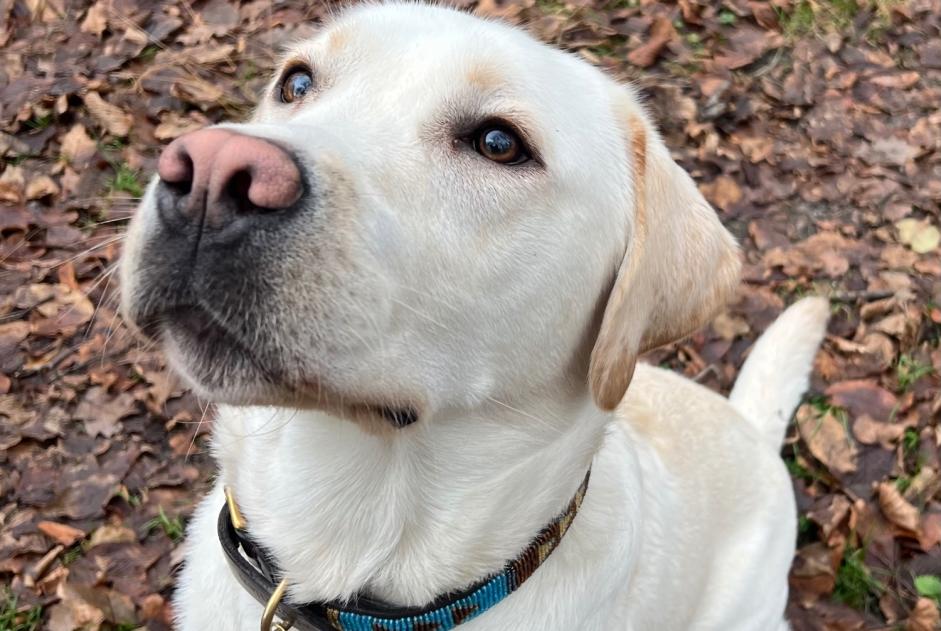 Alerta desaparecimento Cão  Macho , 2 anos Avilly-Saint-Léonard France