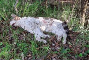 Alerta descoberta Gato Desconhecido Brando France