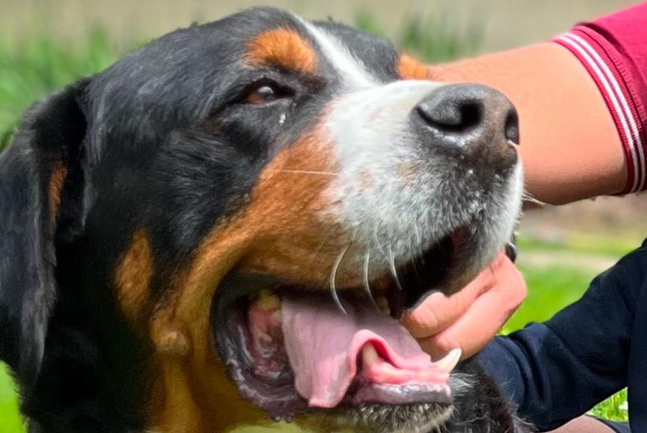 Alerta desaparecimento Cão  Macho , 7 anos Saint-Germain-des-Prés France