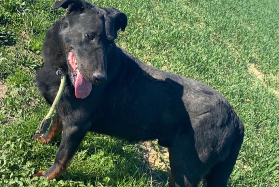 Alerta desaparecimento Cão  Macho , 45 anos Genvry France