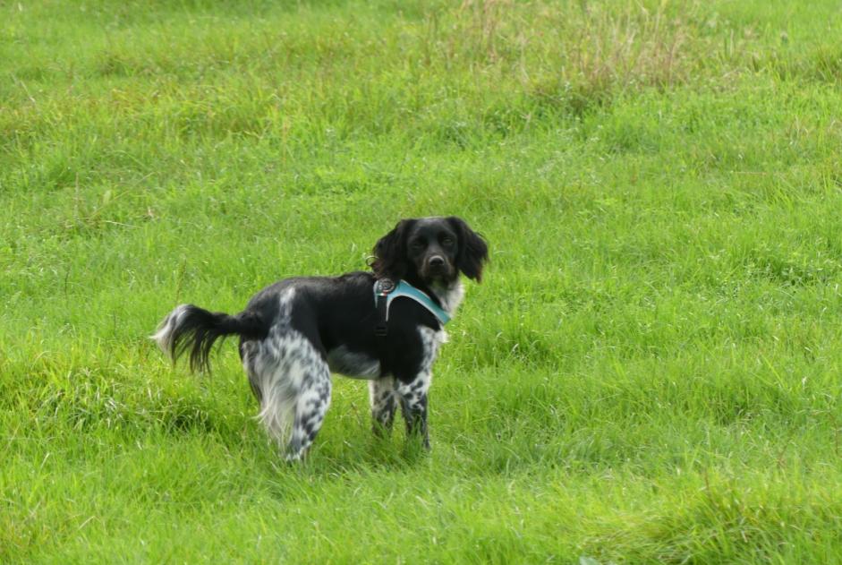 Alerta desaparecimento Cão  Fêmea , 6 anos Comines-Warneton Belgium