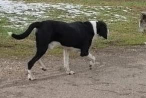 Alerta descoberta Cão Macho Saint-Christophe-sur-Guiers France