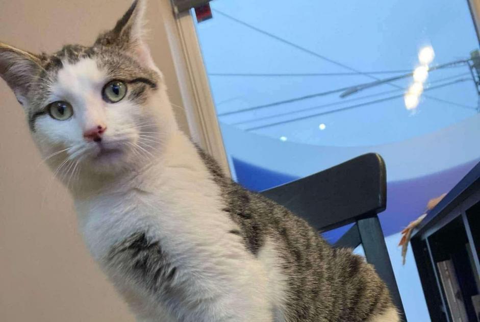 Alerta desaparecimento Gato cruzamento Macho , 2 anos Silly Belgium