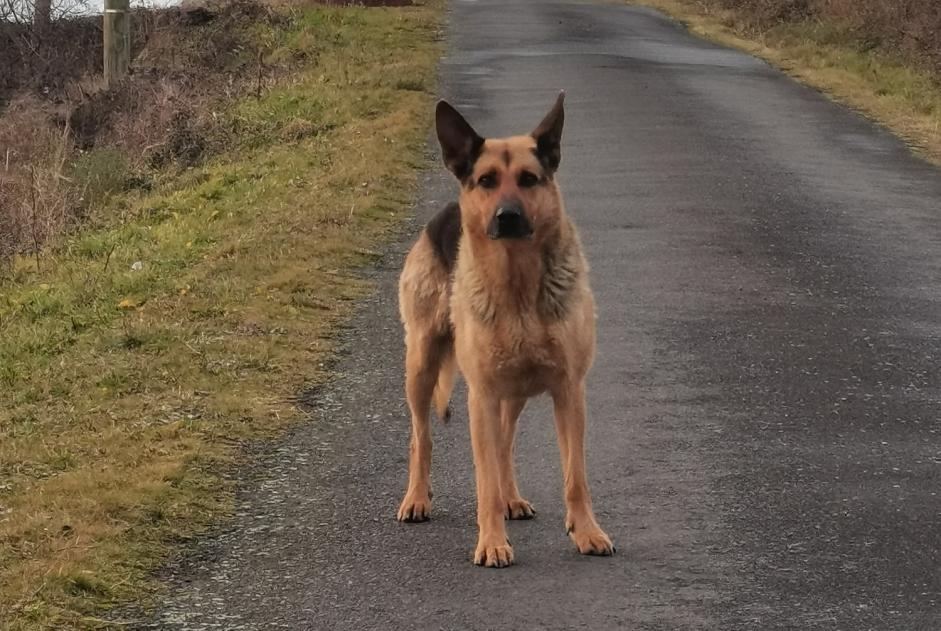 Alerta descoberta Cão  Fêmea Blesle France