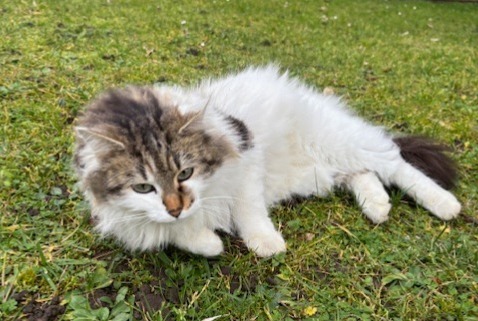 Alerta descoberta Gato  Fêmea Caluire-et-Cuire France