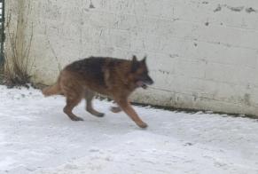 Alerta descoberta Cão  Desconhecido Merbes-le-Château Belgium