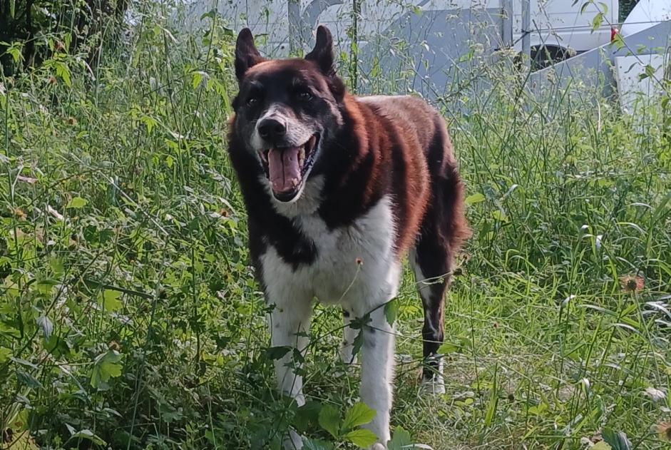 Alerta desaparecimento Cão cruzamento Macho , 12 anos Estadens France