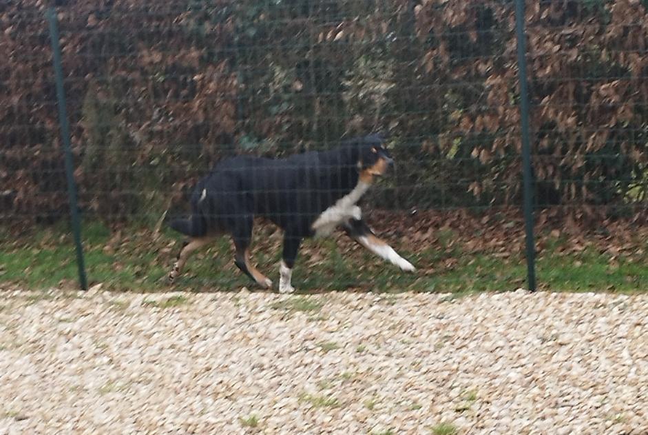 Alerta descoberta Cão Desconhecido Rueil-la-Gadelière France