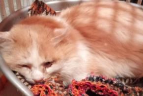 Alerta descoberta Gato Macho , 4 anos Saint-Beauzire France