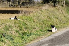 Alerta descoberta Cão cruzamento Macho , 3 anos Villasavary France