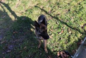 Alerta descoberta Cão  Macho Saint-Denis-des-Murs France