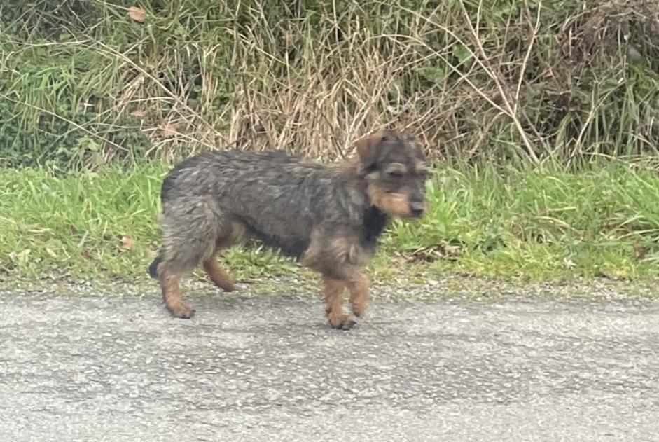 Alerta descoberta Cão  Desconhecido Chaumes-en-Retz France