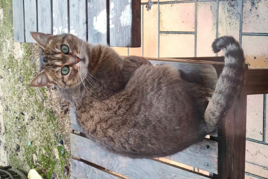 Alerta desaparecimento Gato  Fêmea , 6 anos La Chartre-sur-le-Loir France