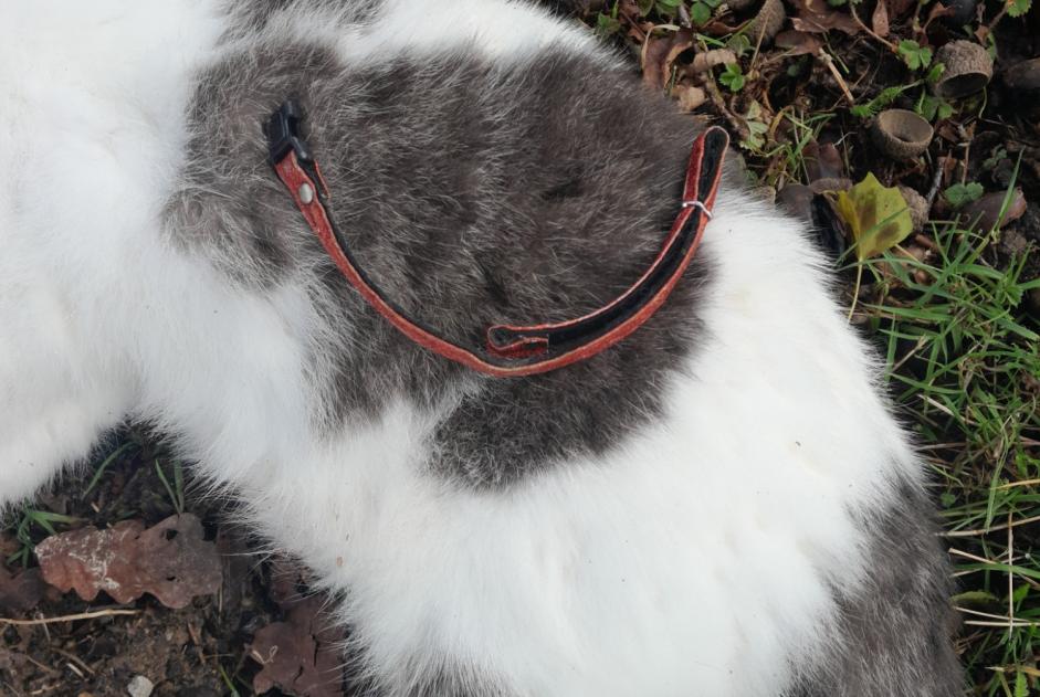 Alerta descoberta Gato cruzamento Desconhecido Bédée France