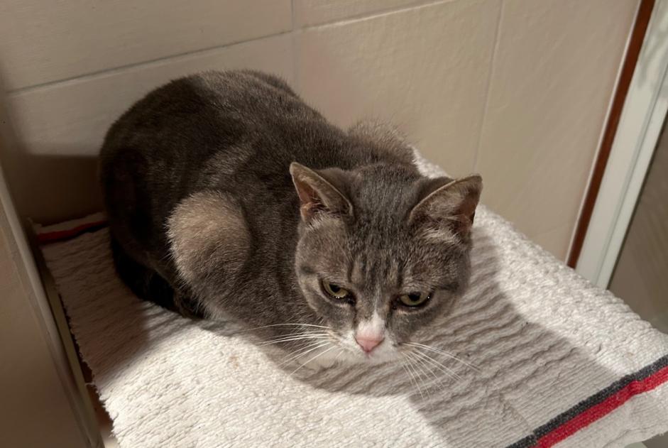 Alerta descoberta Gato cruzamento Fêmea Port-Vendres France