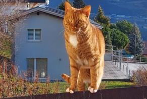 Alerta desaparecimento Gato  Macho , 2 anos Ollon Switzerland