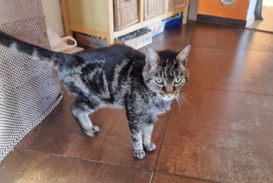 Alerta descoberta Gato cruzamento Desconhecido , 10 anos Chamoson Switzerland