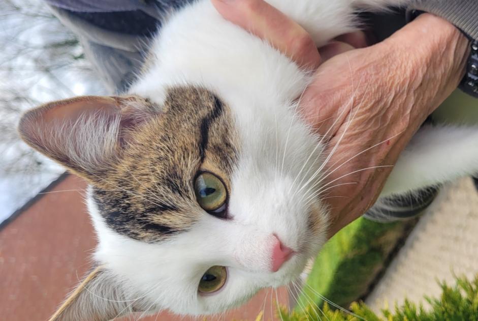 Alerta descoberta Gato  Macho Colfontaine Belgium