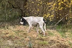 Alerta descoberta Cão Desconhecido Cuzieu France