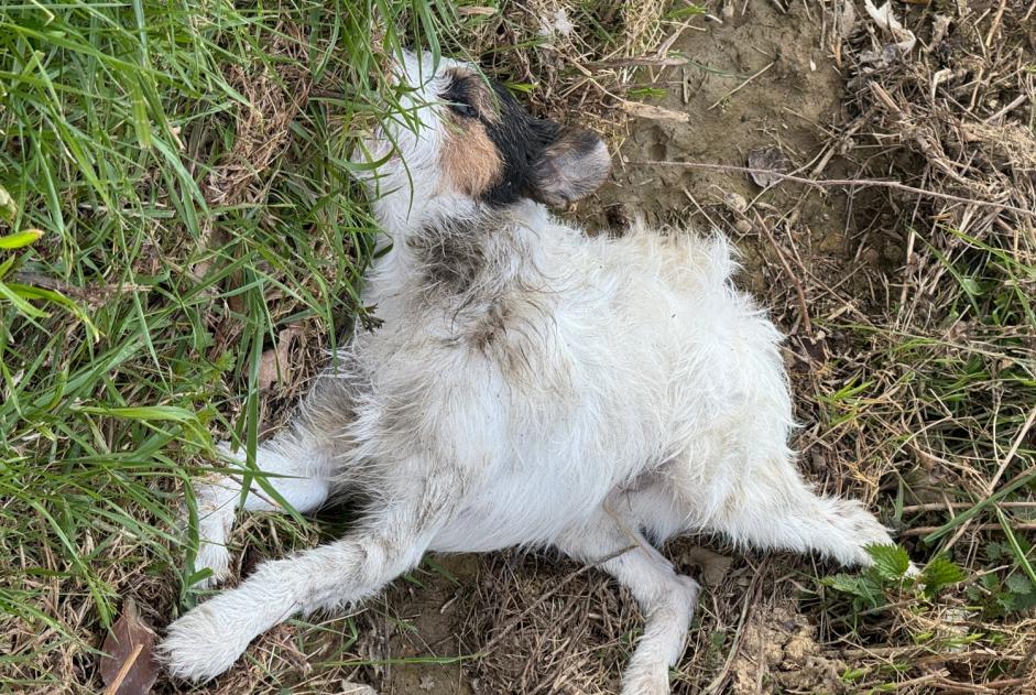 Alerta descoberta Cão  Desconhecido , 5 anos Marigné-Peuton France