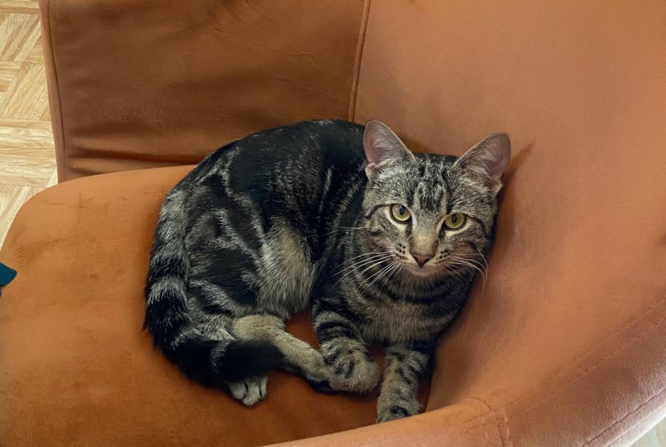 Alerta descoberta Gato Macho , Entre 9 e 12 meses Anderlecht Belgium