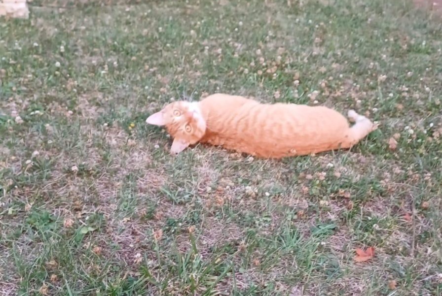 Alerta desaparecimento Gato  Macho , 2 anos Saint-Aubin-de-Nabirat France